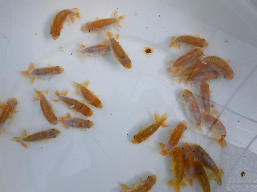 【岡山村上暢彦氏】2026年１月産まれ更紗５尾セットA約5~6,5㎝ 限定２セット