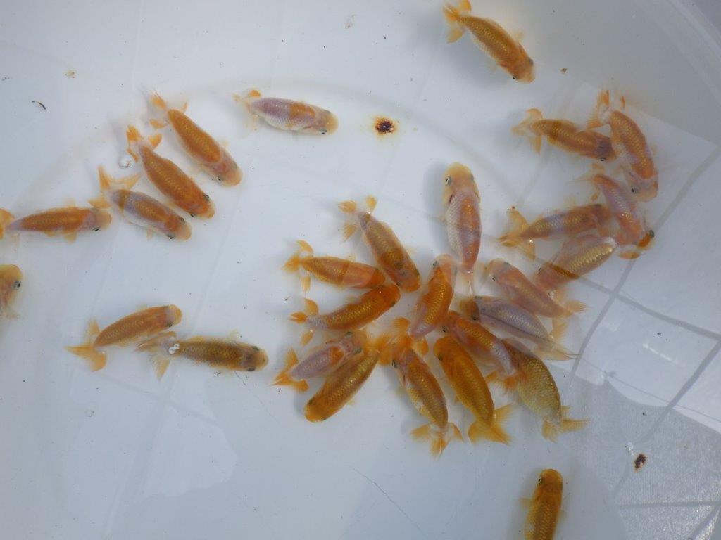 【岡山村上暢彦氏】2026年１月産まれ更紗らんちゅう５尾セットB約4,5~6,5㎝ 限定2セット