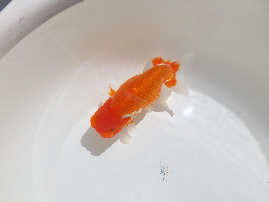 【岡山村上暢彦氏】尾型、構えの良い美しい柄の更紗明け二歳らんちゅう約15,5㎝ メス？