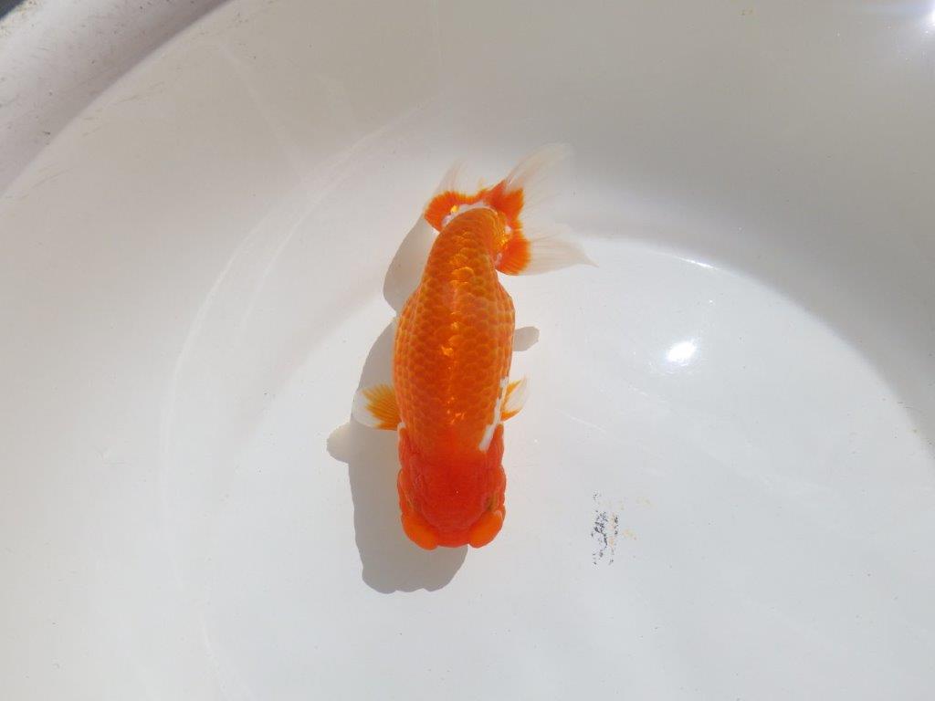 【岡山村上暢彦氏】尾型、構えの良い美しい柄の更紗明け二歳らんちゅう約15,5㎝ メス？