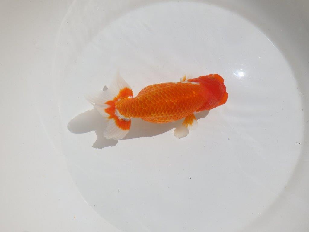 【岡山村上暢彦氏】尾型、構えの良い美しい柄の更紗明け二歳らんちゅう約15,5㎝ メス？