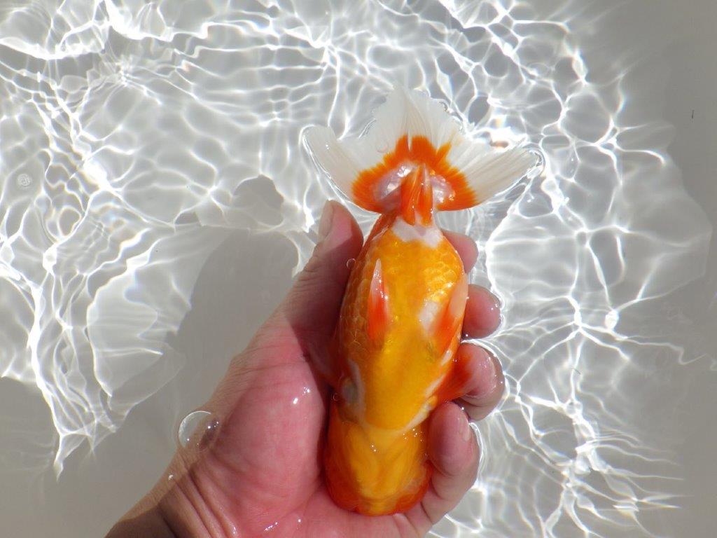 【岡山村上暢彦氏】尾型、構えの良い美しい柄の更紗明け二歳らんちゅう約15,5㎝ メス？