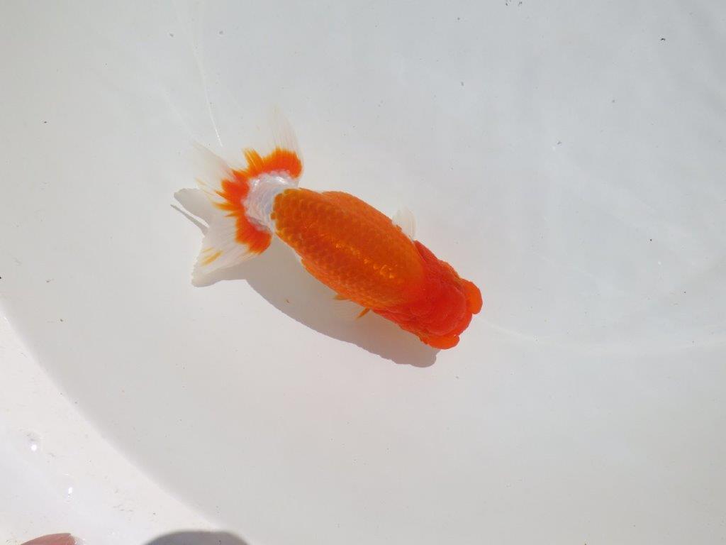 【岡山村上暢彦氏】水槽映えする雰囲気の良い明け二歳らんちゅう約14,5㎝ メス？