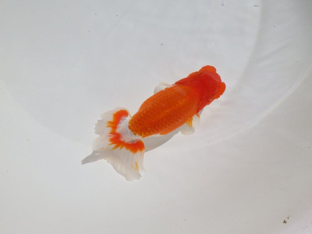 【岡山村上暢彦氏】水槽映えする雰囲気の良い明け二歳らんちゅう約14,5㎝ メス？