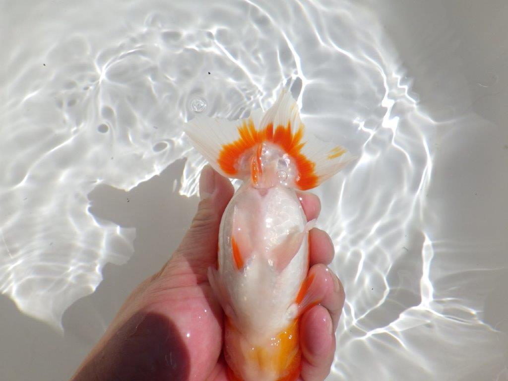 【岡山村上暢彦氏】水槽映えする雰囲気の良い明け二歳らんちゅう約14,5㎝ メス？