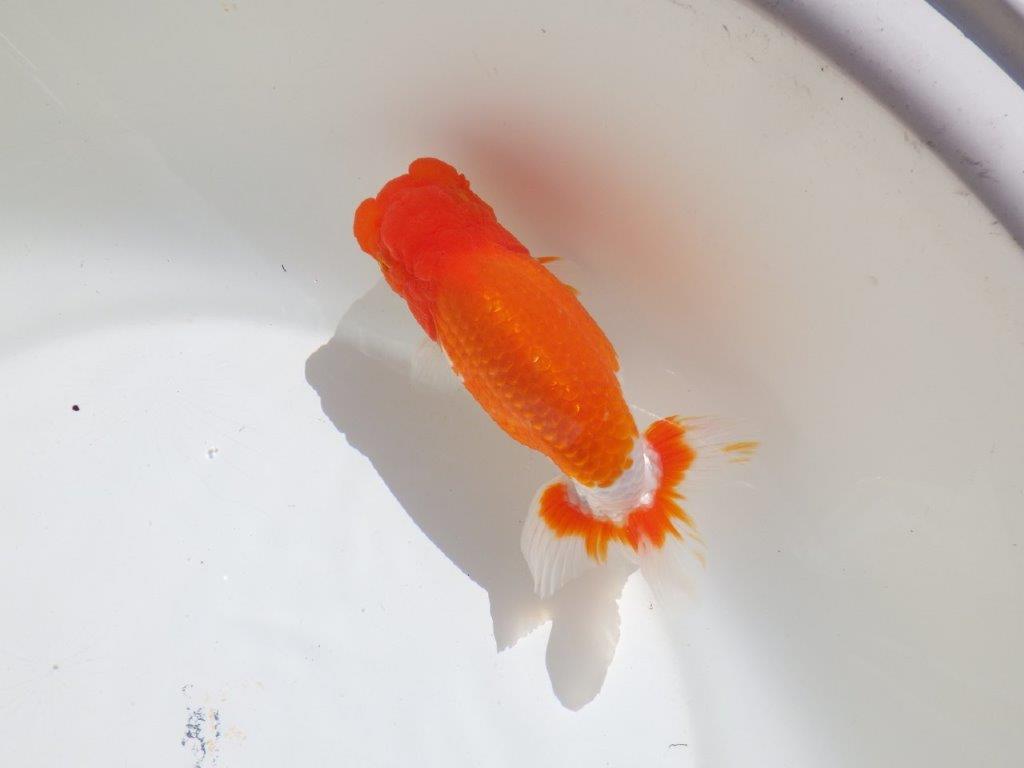 【岡山村上暢彦氏】水槽映えする雰囲気の良い明け二歳らんちゅう約14,5㎝ メス？