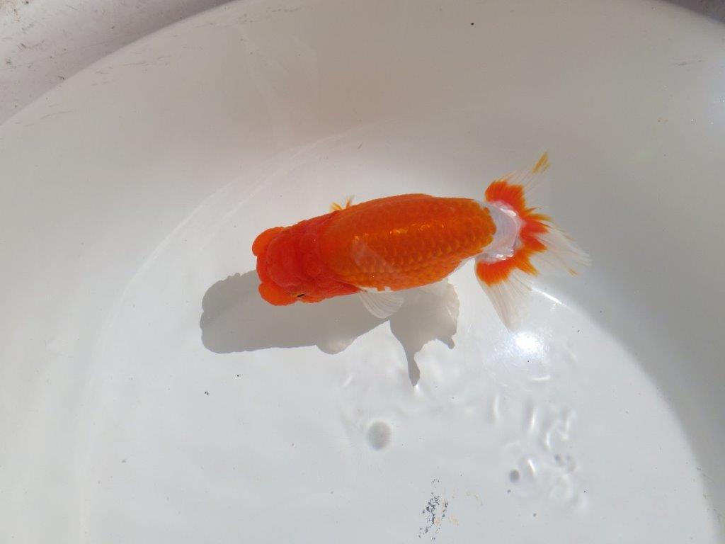 【岡山村上暢彦氏】水槽映えする雰囲気の良い明け二歳らんちゅう約14,5㎝ メス？