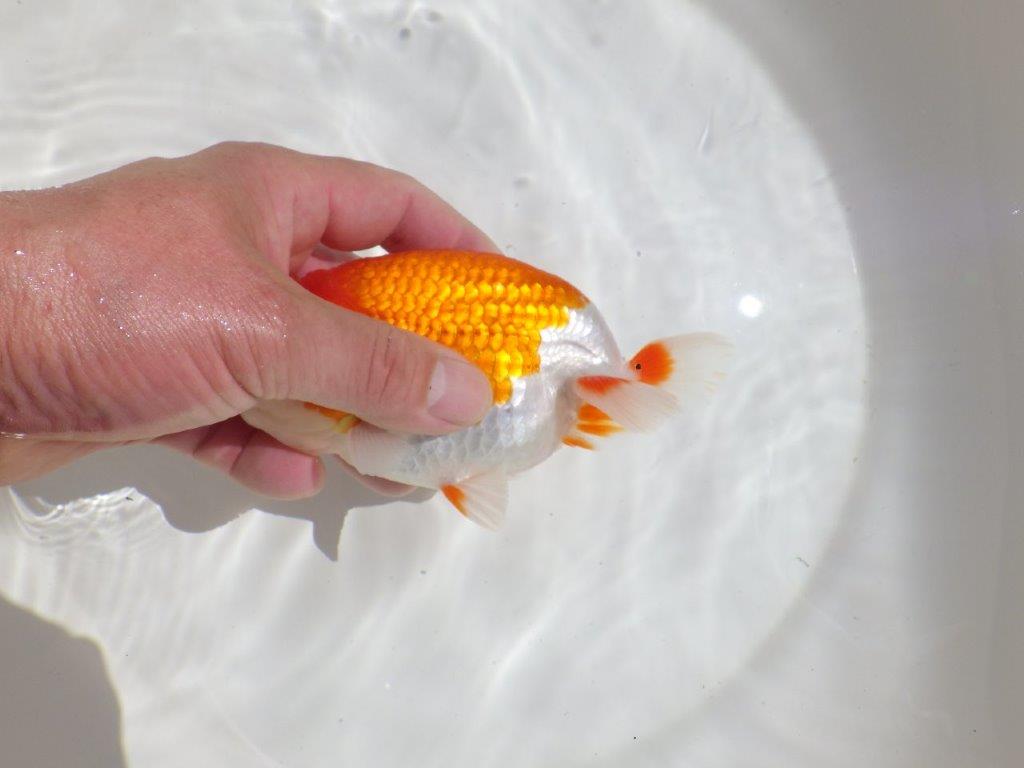 【岡山村上暢彦氏】水槽映えする雰囲気の良い明け二歳らんちゅう約14,5㎝ メス？