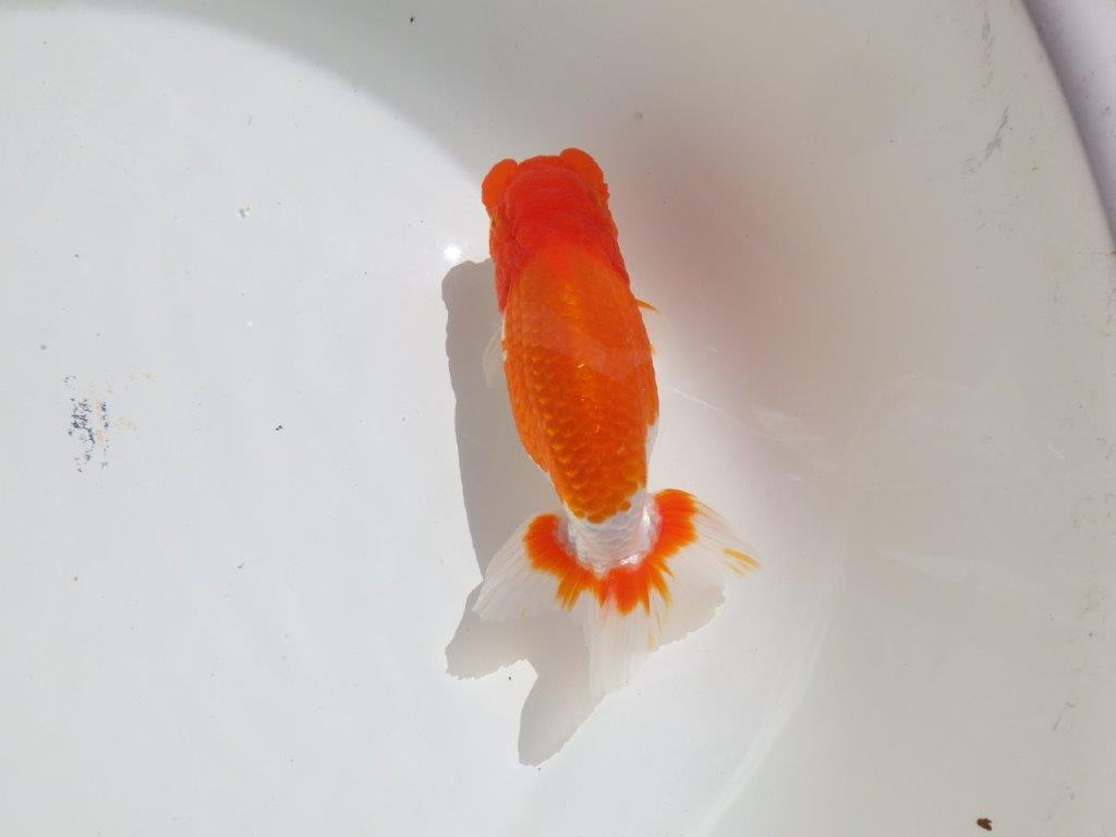 【岡山村上暢彦氏】水槽映えする雰囲気の良い明け二歳らんちゅう約14,5㎝ メス？