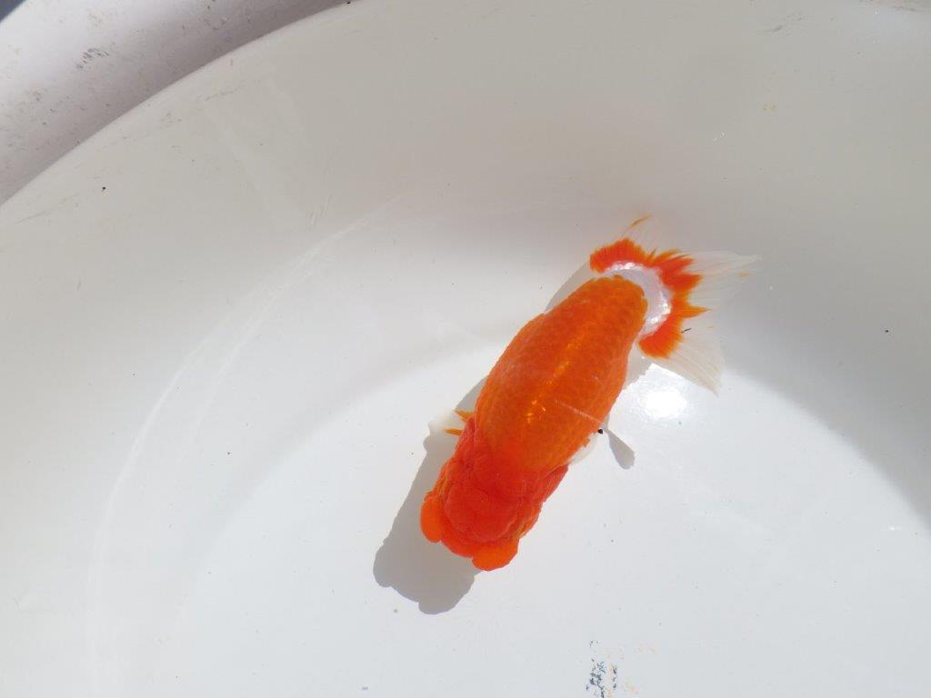 【岡山村上暢彦氏】水槽映えする雰囲気の良い明け二歳らんちゅう約14,5㎝ メス？