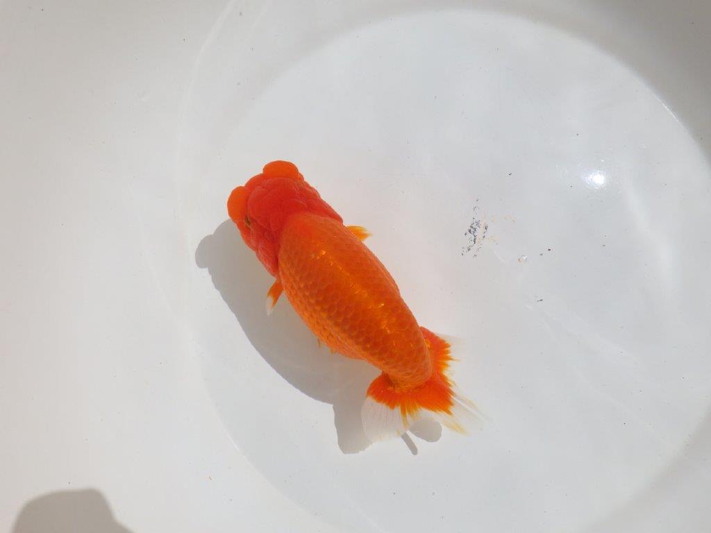 【岡山村上暢彦氏】飼い込みお勧めの明け二歳らんちゅう約16㎝ メス？