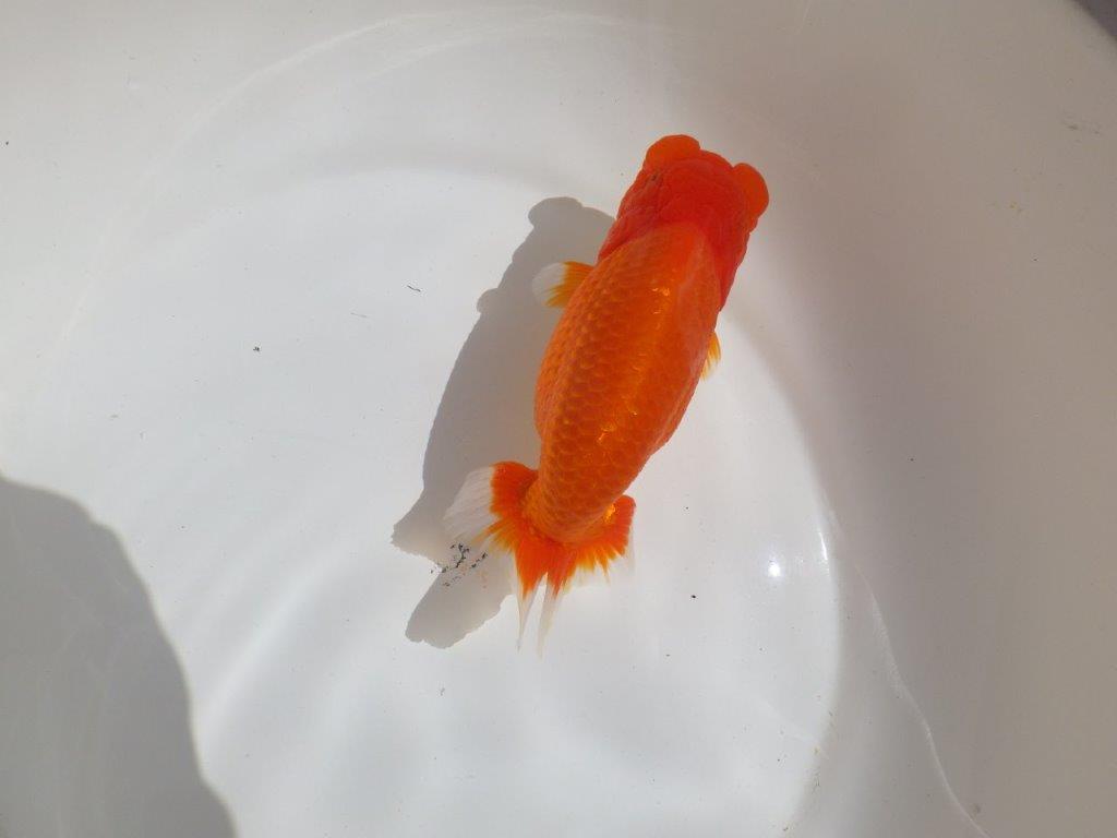 【岡山村上暢彦氏】飼い込みお勧めの明け二歳らんちゅう約16㎝ メス？