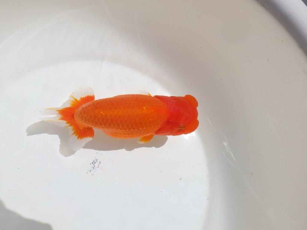 【岡山村上暢彦氏】飼い込みお勧めの明け二歳らんちゅう約16㎝ メス？