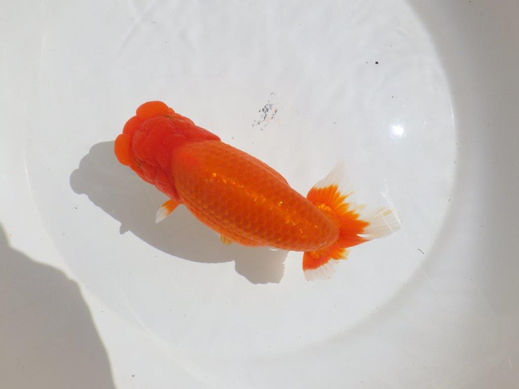 【岡山村上暢彦氏】飼い込みお勧めの明け二歳らんちゅう約16㎝ メス？