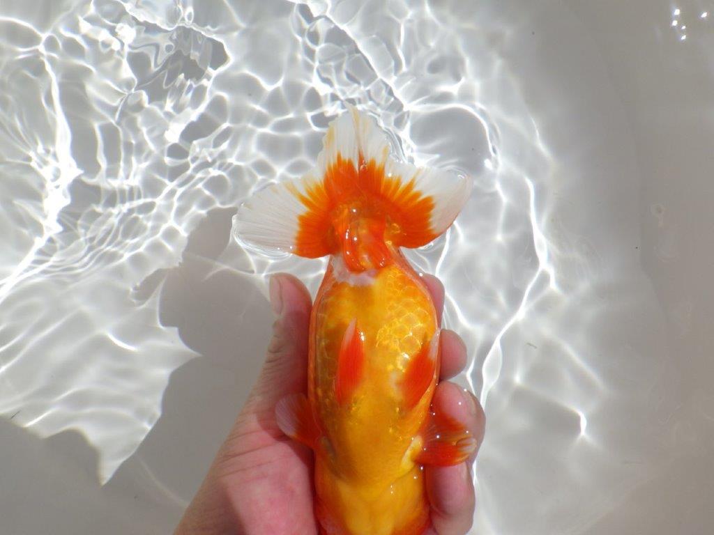 【岡山村上暢彦氏】飼い込みお勧めの明け二歳らんちゅう約16㎝ メス？