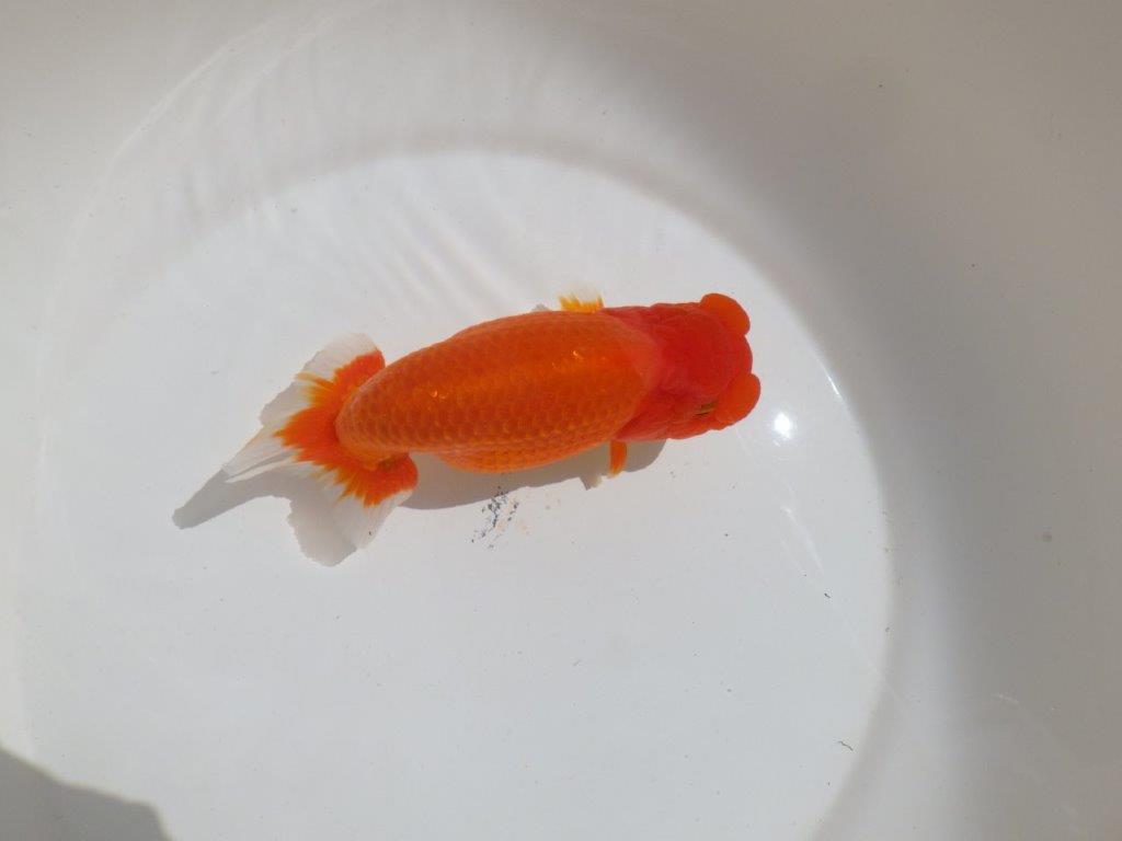 【岡山村上暢彦氏】飼い込みお勧めの明け二歳らんちゅう約16㎝ メス？