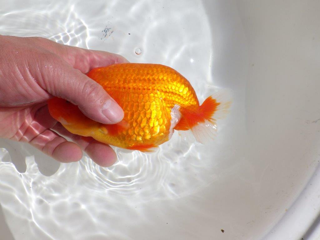 【岡山村上暢彦氏】飼い込みお勧めの明け二歳らんちゅう約16㎝ メス？