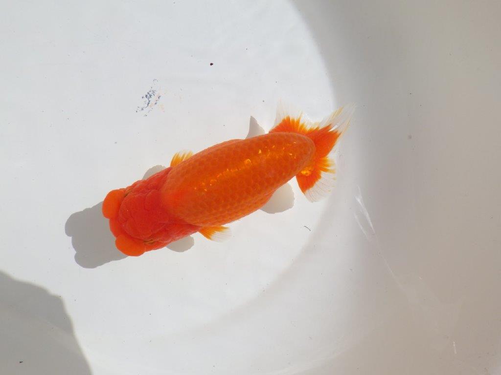 【岡山村上暢彦氏】飼い込みお勧めの明け二歳らんちゅう約16㎝ メス？の上身