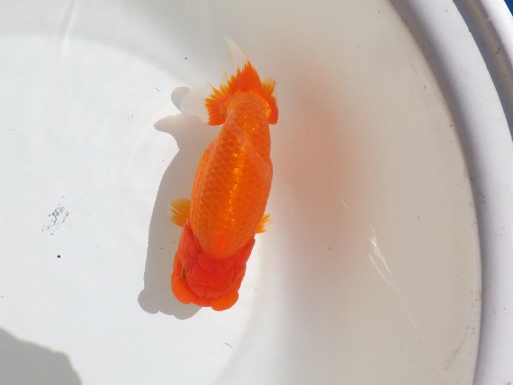 【岡山村上暢彦氏】飼い込みお勧めの明け二歳らんちゅう約16㎝ メス？