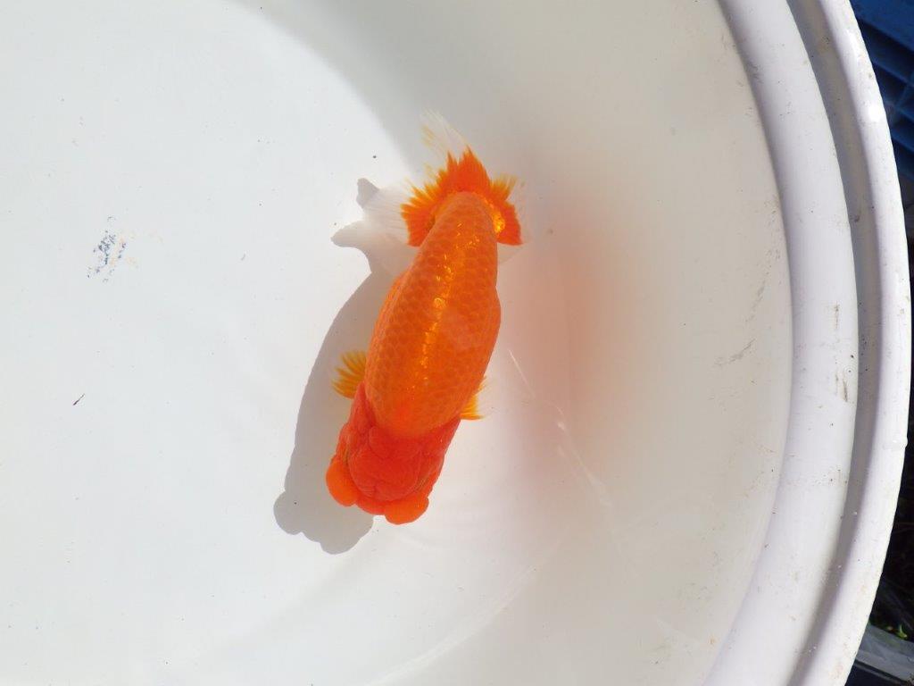 【岡山村上暢彦氏】飼い込みお勧めの明け二歳らんちゅう約16㎝ メス？