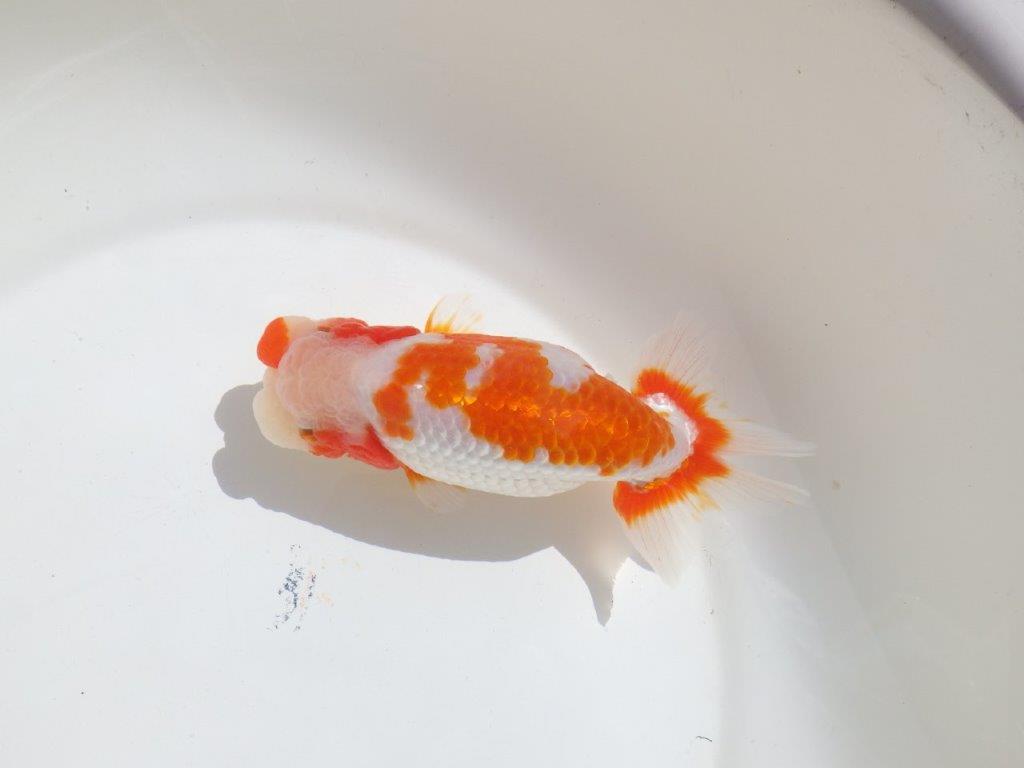 【岡山村上暢彦氏】非常に美しい上質明け二歳らんちゅう約16㎝ メス？の上身