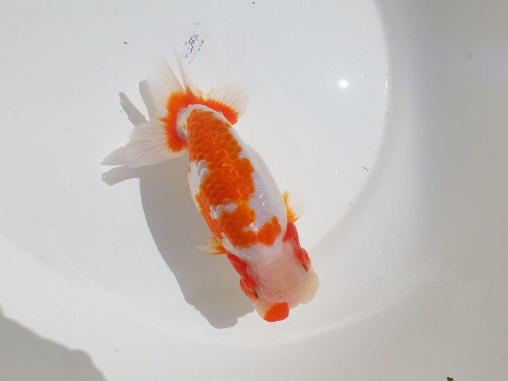 【岡山村上暢彦氏】非常に美しい上質明け二歳らんちゅう約16㎝ メス？