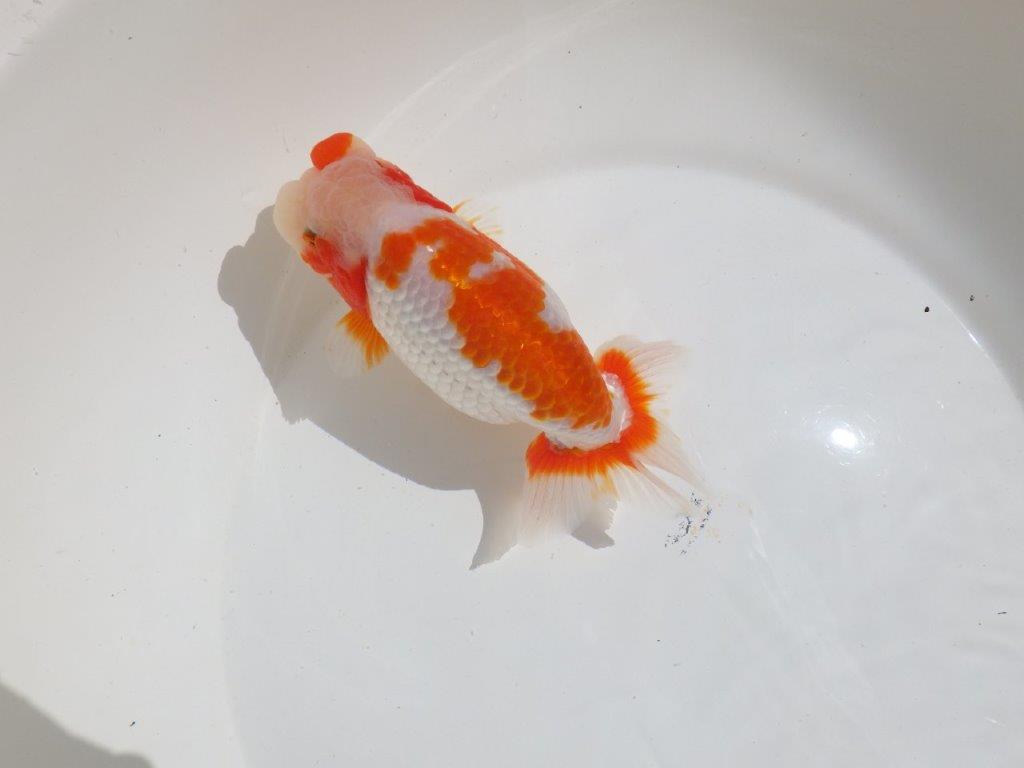 【岡山村上暢彦氏】非常に美しい上質明け二歳らんちゅう約16㎝ メス？