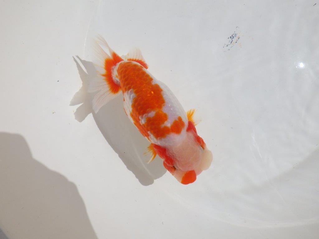 【岡山村上暢彦氏】非常に美しい上質明け二歳らんちゅう約16㎝ メス？