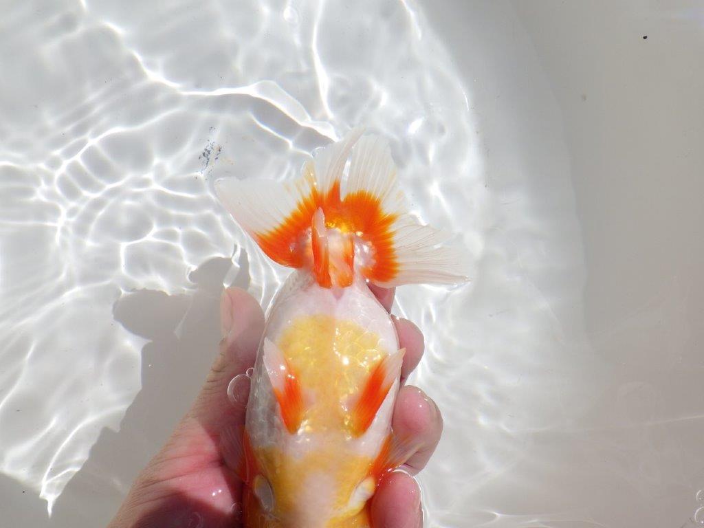 【岡山村上暢彦氏】非常に美しい上質明け二歳らんちゅう約16㎝ メス？