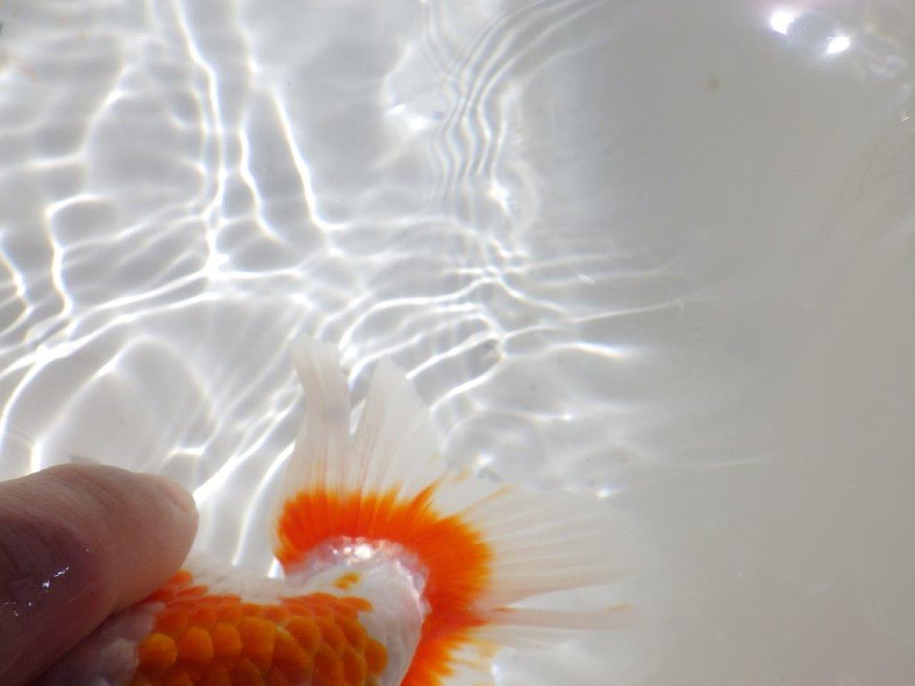 【岡山村上暢彦氏】非常に美しい上質明け二歳らんちゅう約16㎝ メス？