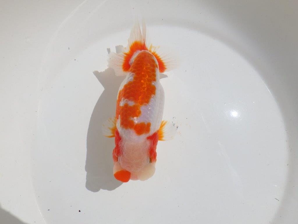 【岡山村上暢彦氏】非常に美しい上質明け二歳らんちゅう約16㎝ メス？