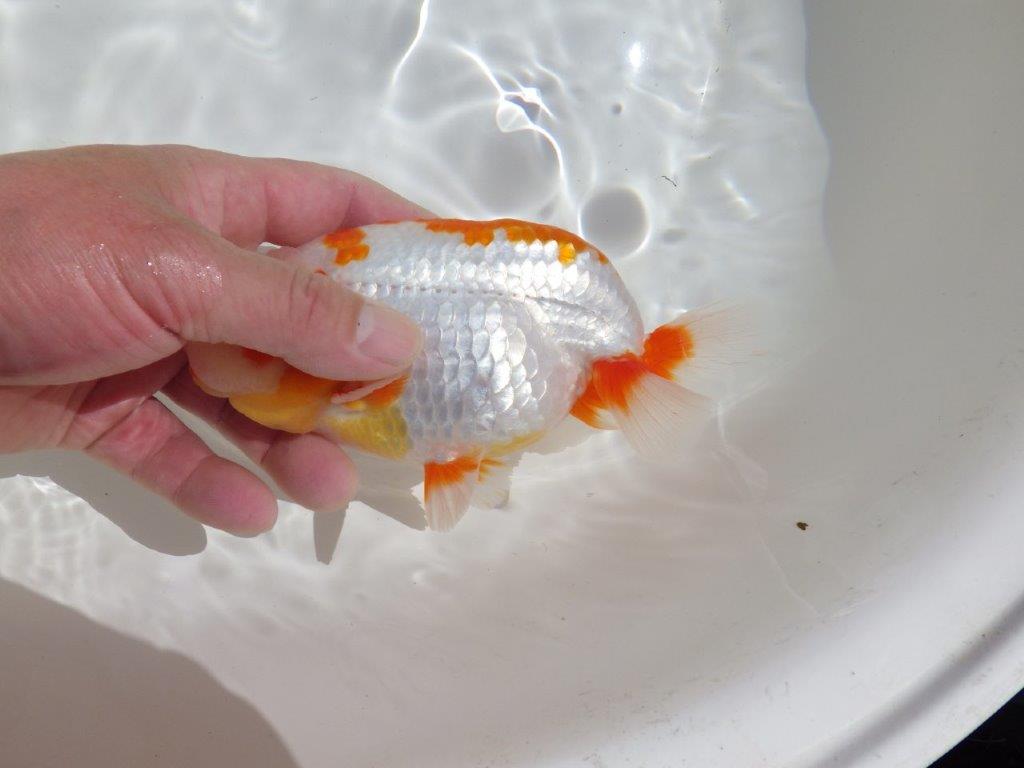 【岡山村上暢彦氏】非常に美しい上質明け二歳らんちゅう約16㎝ メス？