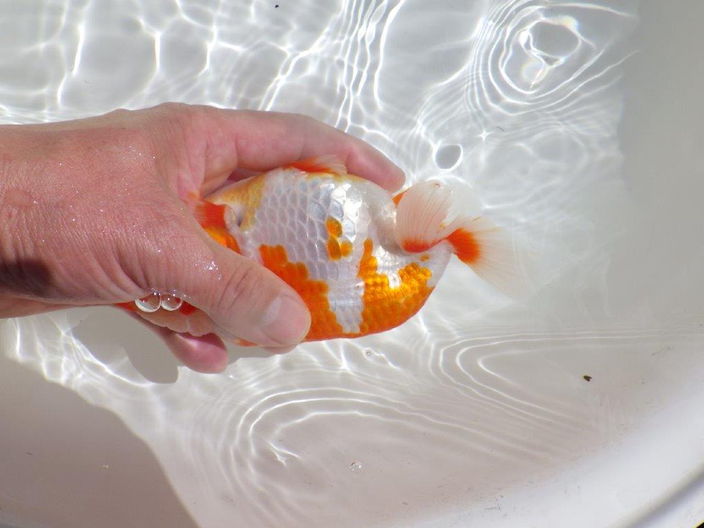 【岡山村上暢彦氏】非常に美しい上質明け二歳らんちゅう約16㎝ メス？