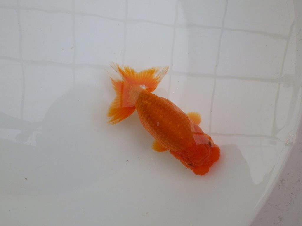頭が良く尾張りも良いらんちゅう　明け二歳魚　 　約13ｃｍ　メス？？【管理魚】