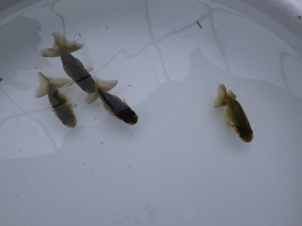 【愛知超優良系統 】上物黒仔５尾セット約５㎝　限定１セット