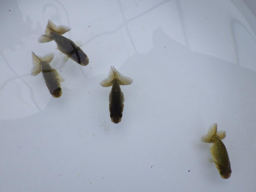 【愛知超優良系統 】上物黒仔５尾セット約５㎝　限定１セット