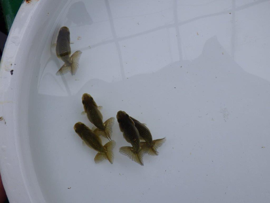 【愛知超優良系統 】上物黒仔５尾セット約５㎝　限定１セット