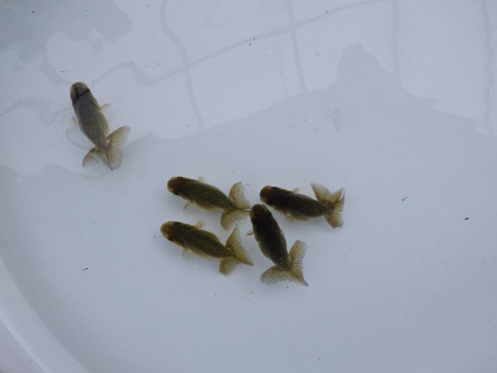 【愛知超優良系統 】上物黒仔５尾セット約５㎝　限定１セット