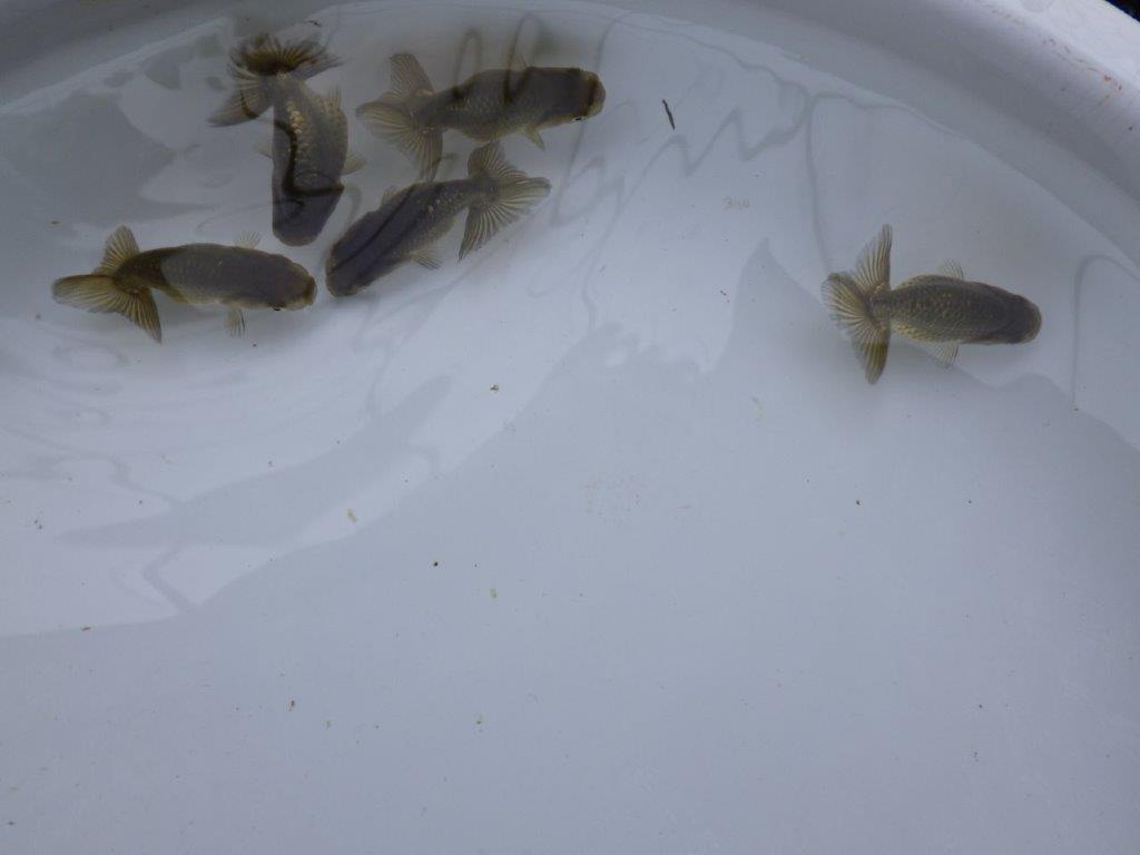 【愛知超優良系統 】上物黒仔３尾セット約５㎝　限定１セット