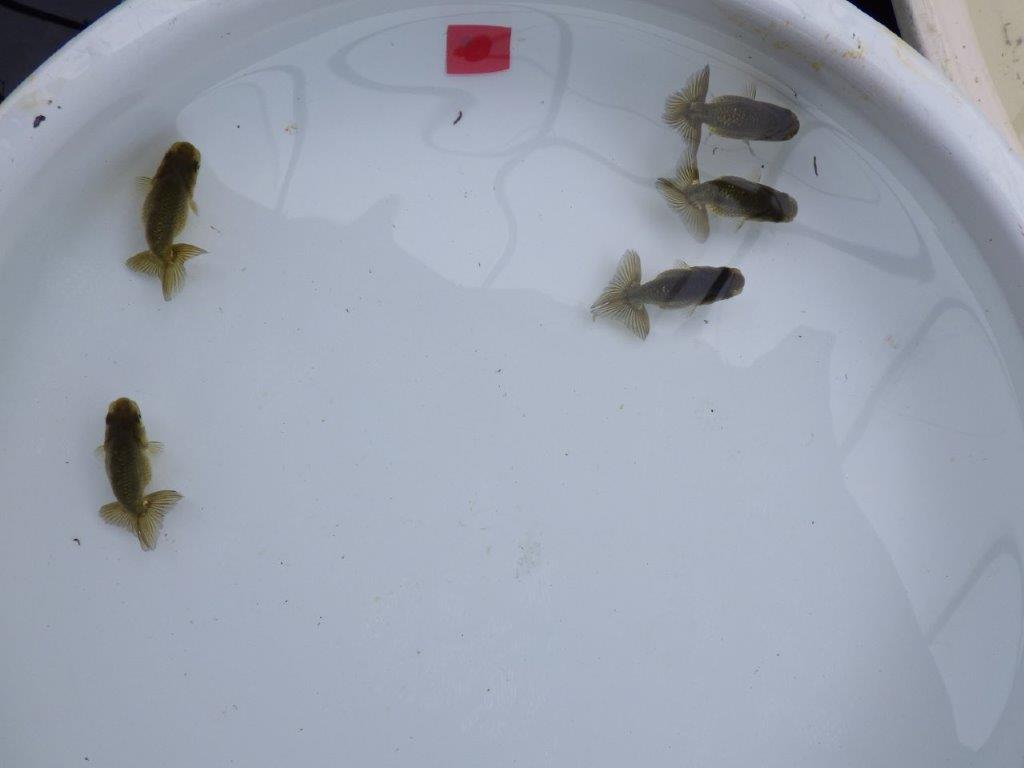 【愛知超優良系統 】上物黒仔３尾セット約５㎝　限定１セット