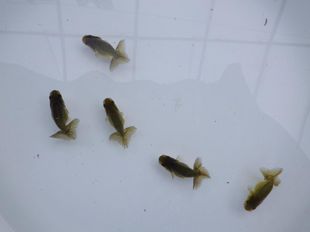 【愛知超優良系統 】上物黒仔３尾セット約５㎝　限定１セット