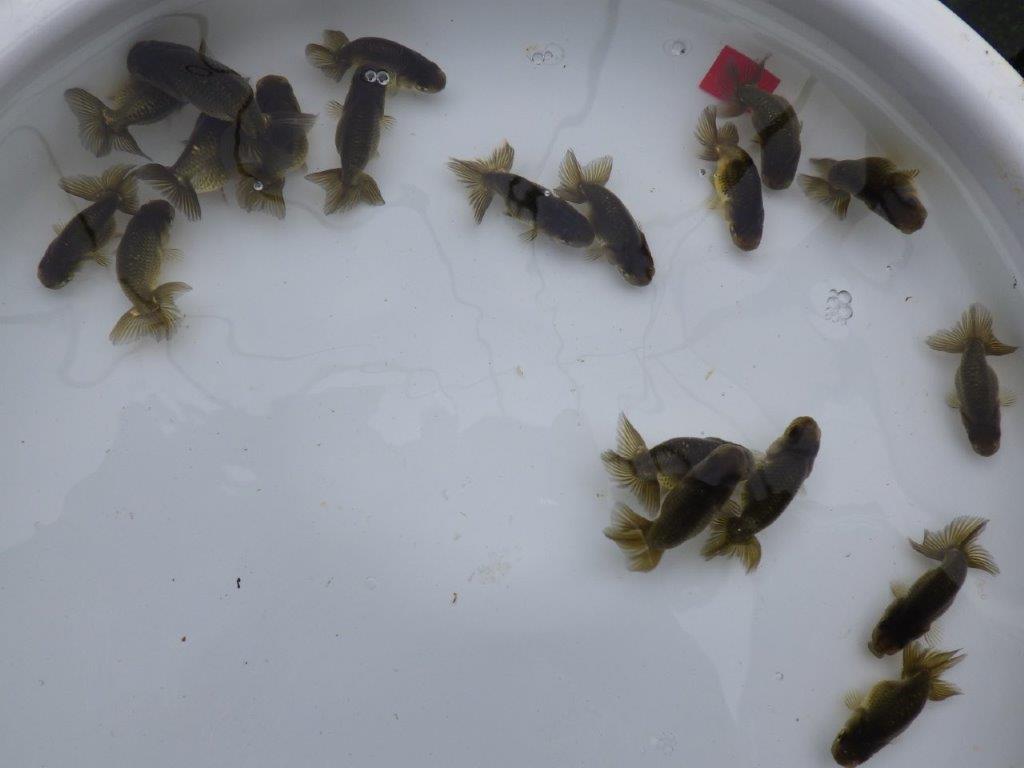 【愛知超優良系統 】横からのご観賞がお勧めの黒仔５尾セット約4~6㎝