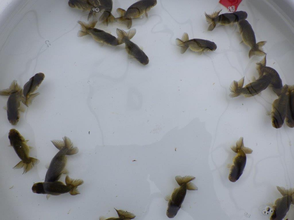 【愛知超優良系統 】横からのご観賞がお勧めの黒仔５尾セット約4~6㎝