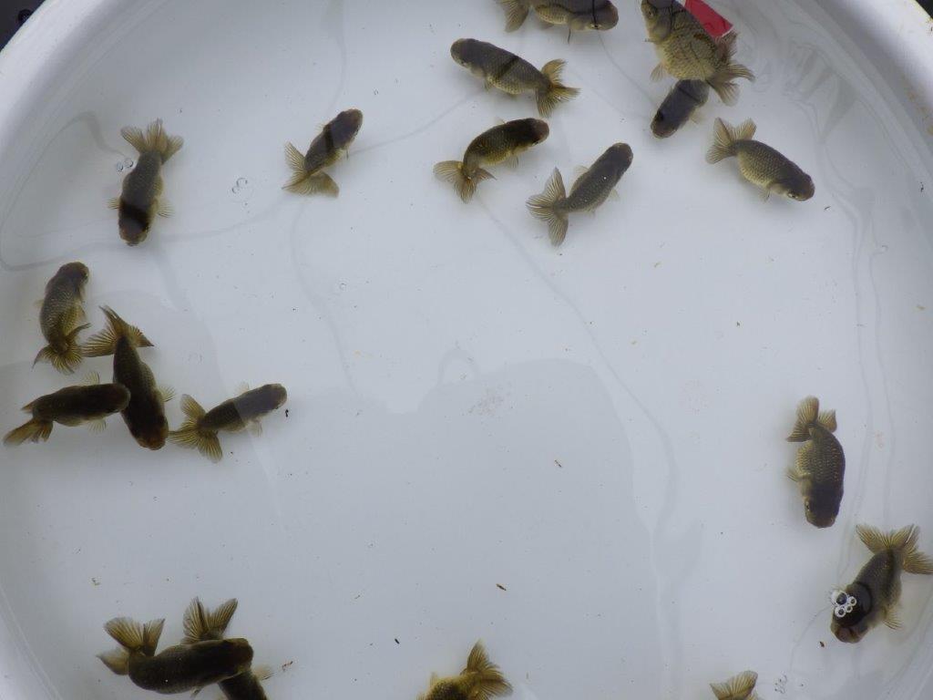 【愛知超優良系統 】横からのご観賞がお勧めの黒仔５尾セットA約4~6㎝