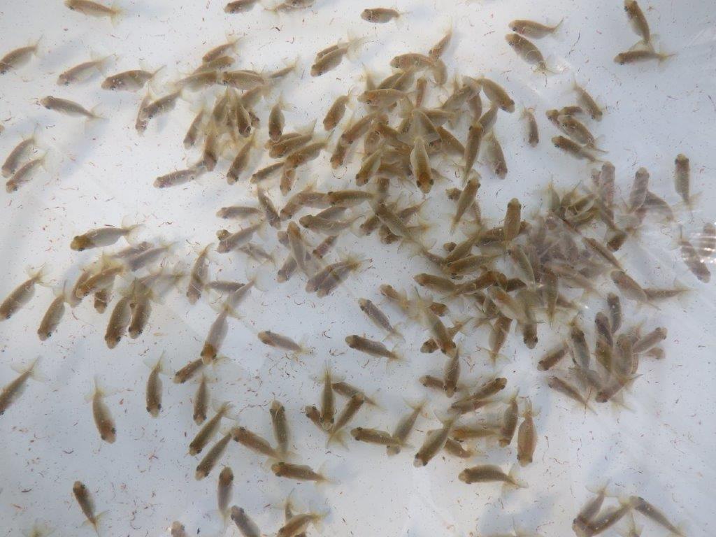 【岐阜ブリーダー】観賞用お勧め青仔2５尾セット