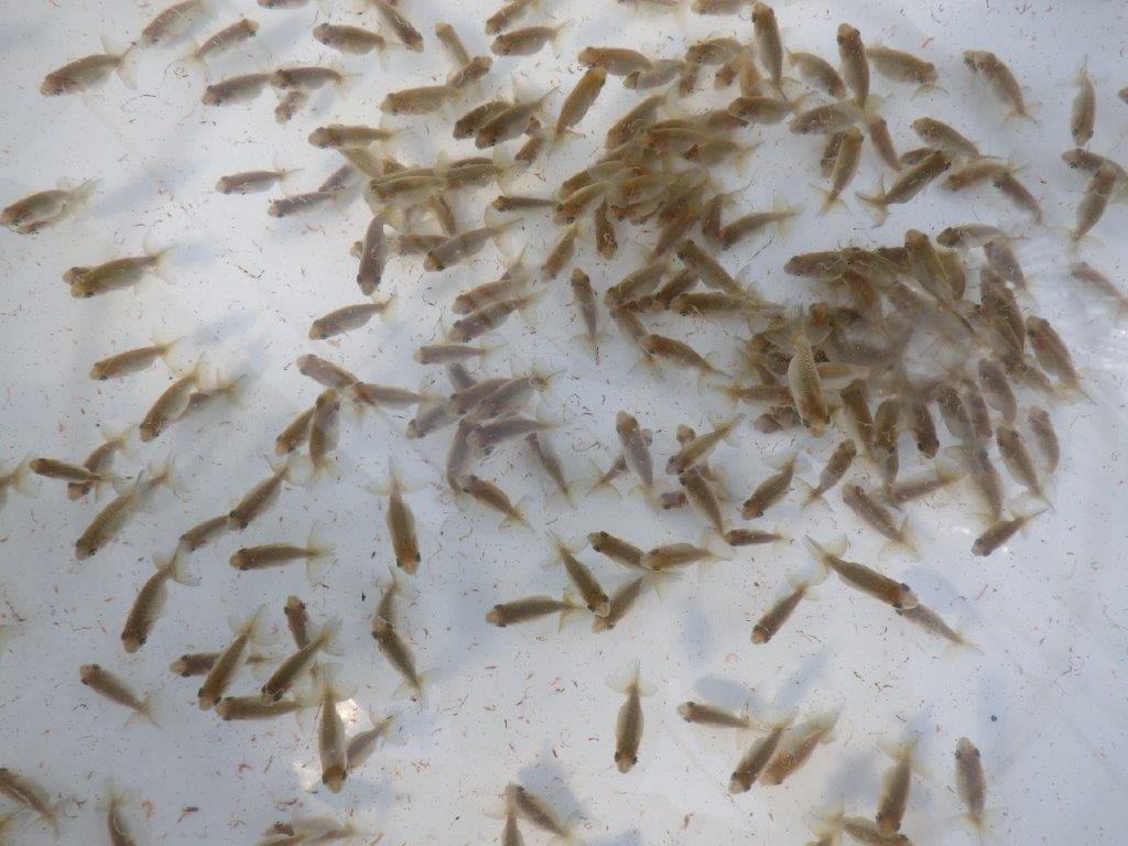 【岐阜ブリーダー】観賞用お勧め青仔2５尾セット