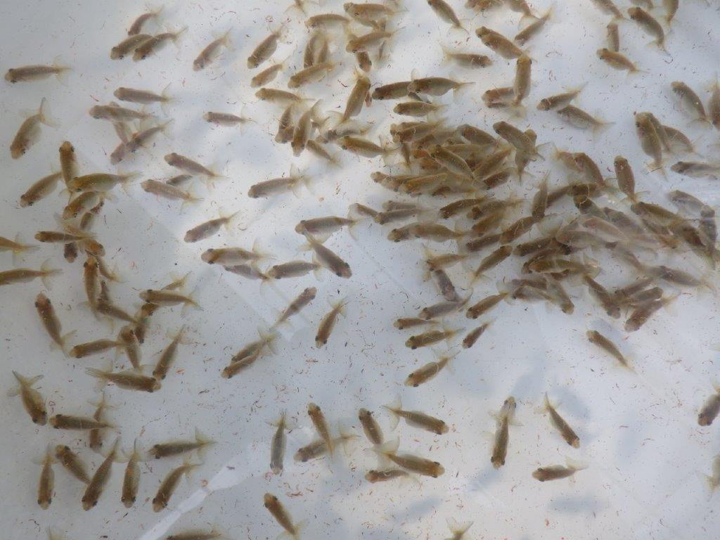 【岐阜ブリーダー】観賞用お勧め青仔１０尾セット