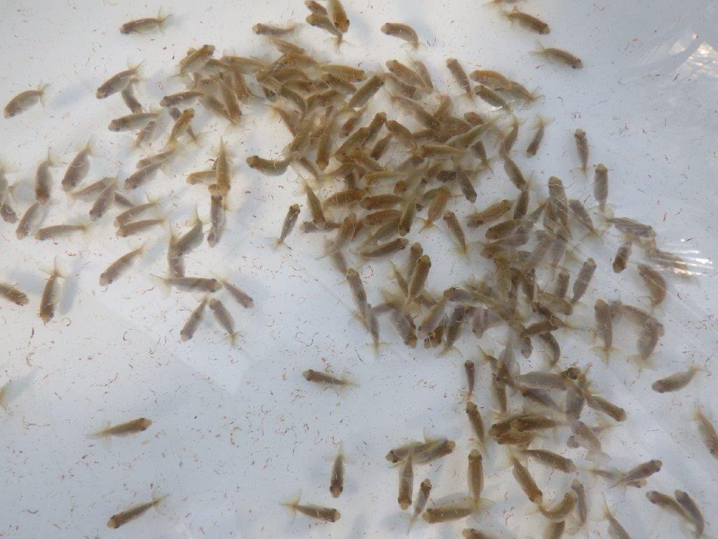 【岐阜ブリーダー】観賞用お勧め青仔入荷の中から上物１０尾セット　限定１