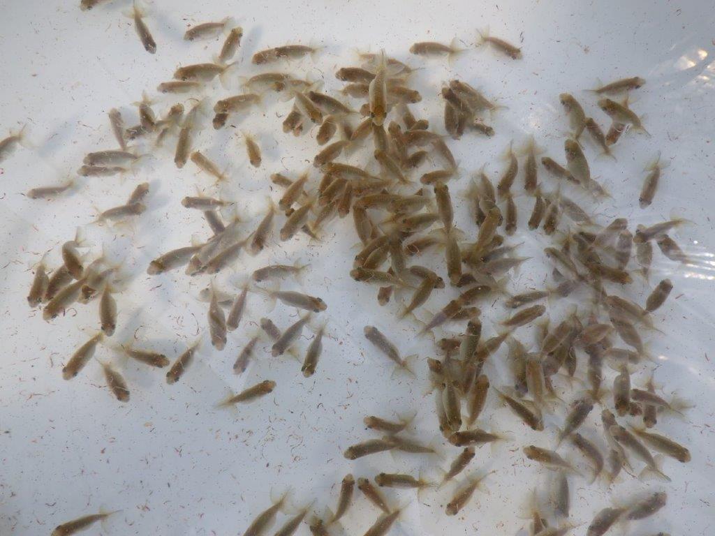 【岐阜ブリーダー】観賞用お勧め青仔入荷の中から上物１０尾セット　限定１