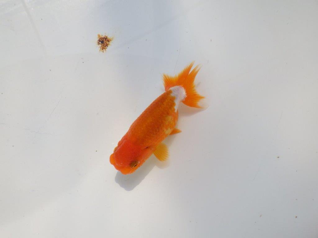 背のラインも綺麗な可愛いらんちゅう　明け二歳魚　 　約9ｃｍ　オス【管理魚】の上身